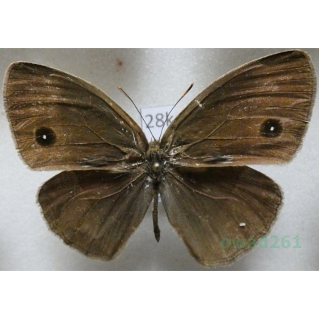Mycalesis mineus (Linnaeus, 1758) China28k